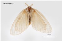 藏品(榕透翅毒蛾)的圖片